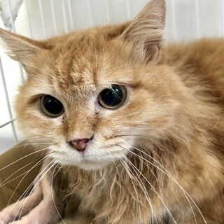 多頭崩壊救出☆チンチラゴールデンイブちゃん推定３歳