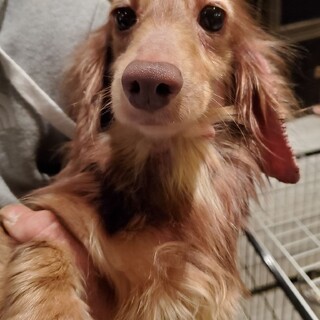 ミニチュアダックス♬ステラちゃん♪里親絶賛募集中！