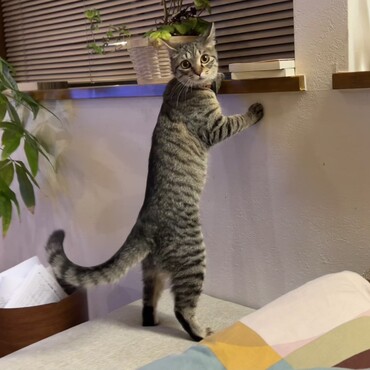 「なんでしょうか？」