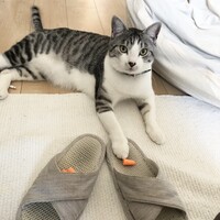 フィガロ
