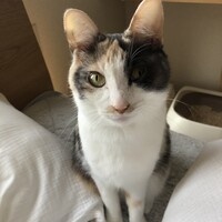 ポムポム