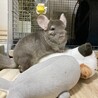 募集取り下げさせて頂きました サムネイル3