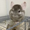 募集取り下げさせて頂きました サムネイル5