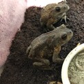 ミヤコヒキガエル2匹　里親様決まりました