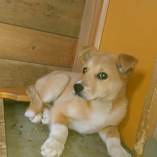 家族に加えてください