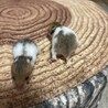 家族 サムネイル2