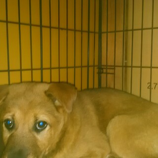 家族に加えてください