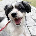 シーズーMIX お見合い可能です❣️