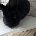 可愛いうさぎ2匹の里親さんを募集しています！！