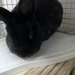 可愛いうさぎ2匹の里親さんを募集しています！！