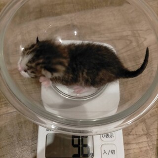 産まれてちび組