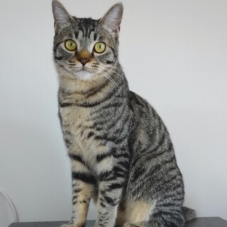 丸顔で可愛いキジトラの男の子♡シュンくん