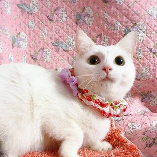 甘えん坊炸裂♡おむすびちゃん