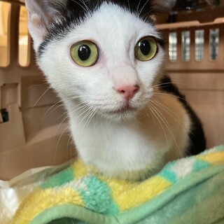 目ヂカラ強め！片耳カールのアオイちゃん♪