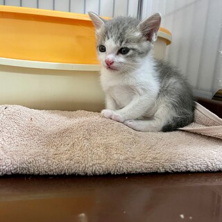 【決定】１ヶ月　クリクリな瞳のパステルキジ白