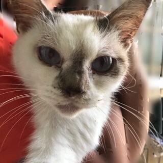 シャムMixのココアちゃん♀️