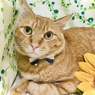 可愛い声でお返事します♡ハチくん