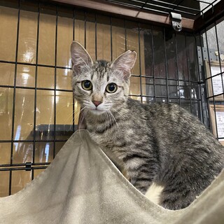 とっても美人☆すもも