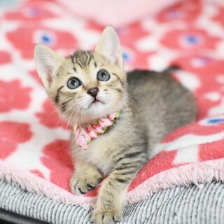 ミルク育ちの甘えん坊【桃優】【桃菜】