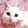 長毛白猫オッドアイ♡キャルちゃん サムネイル1