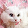 長毛白猫オッドアイ♡キャルちゃん サムネイル2