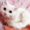 長毛白猫オッドアイ♡キャルちゃん サムネイル3