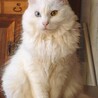長毛白猫オッドアイ♡キャルちゃん サムネイル4