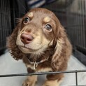 お耳が可愛いダックスの福ちゃん