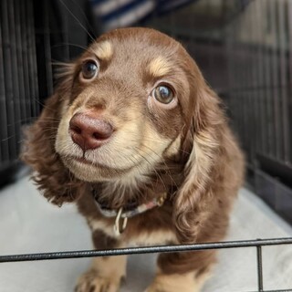 お耳が可愛いダックスの福ちゃん