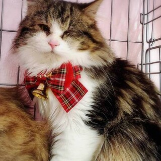 ふわふわの長毛王子様♡ウェールズくん