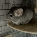 シナモンのチンチラの里親募集しています！