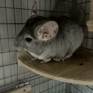 シナモンのチンチラの里親募集しています！