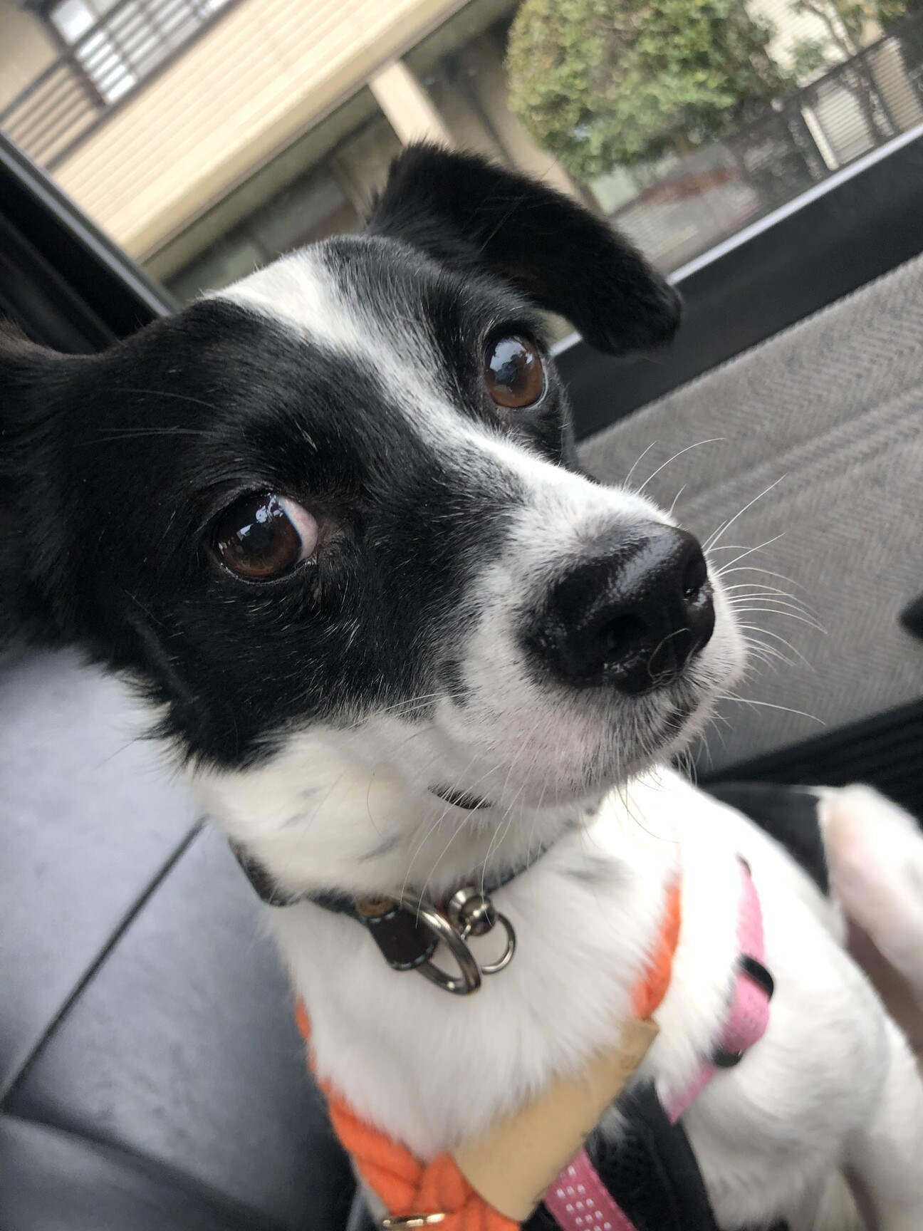 超ビビリ犬隠みのニモ 埼玉県 犬の里親募集 ペットのおうち 月間利用者150万人