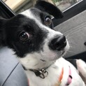 超ビビリ犬隠みのニモ。