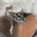 レオパ ヒョウモントカゲモドキ ハイイエロー