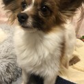 小さいパピヨンてんぷらちゃん！