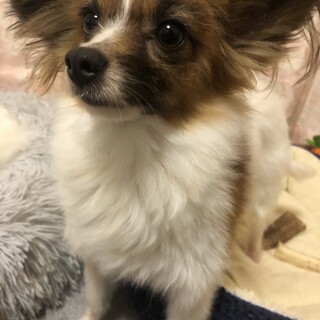 小さいパピヨンてんぷらちゃん！