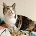 抱っこナデナデ大好き♡正統派三毛柄お千代さん