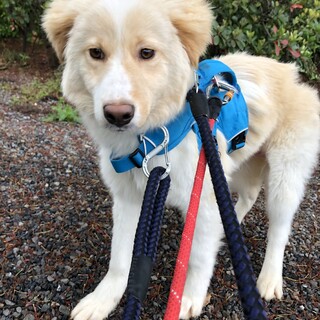 「ホルン」男の子