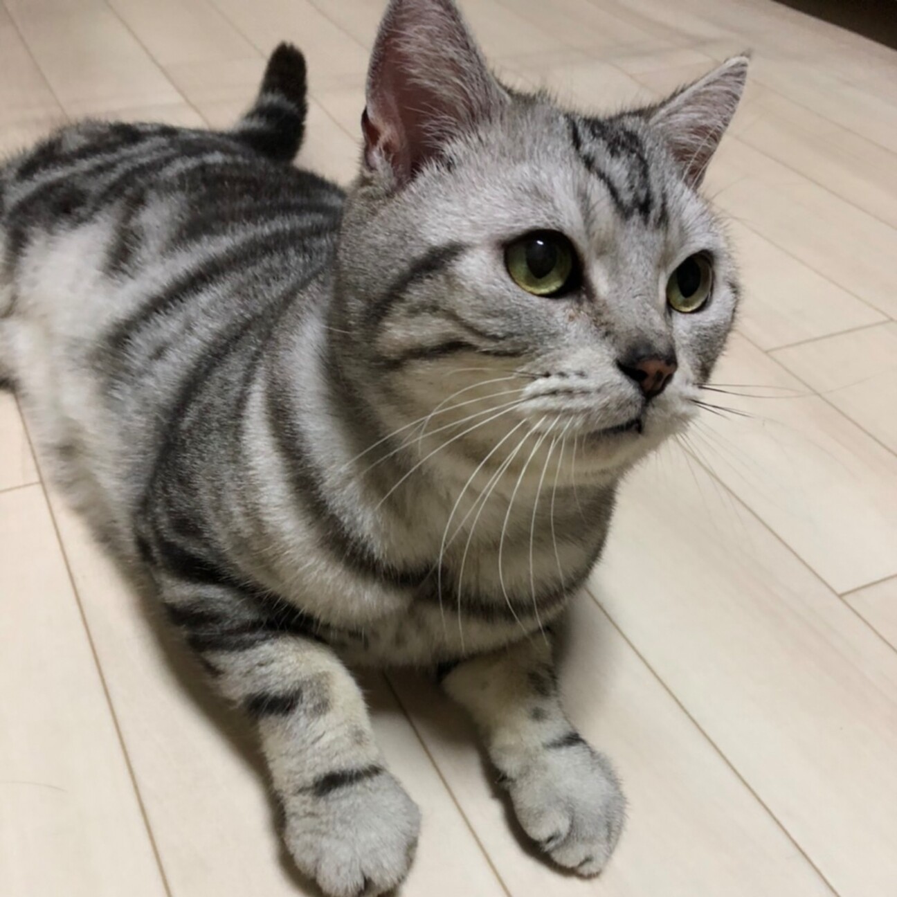 可愛い 和好くん 三重県 猫の里親募集 ペットのおうち 月間利用者150万人