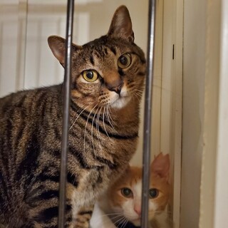 大きな体で甘えん坊とらくん♂️