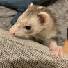 フェレット サムネイル2