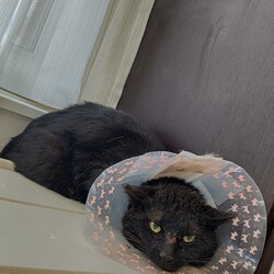 【保護12日目】トライアル延期