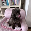 里親募集6（トイプードル）
