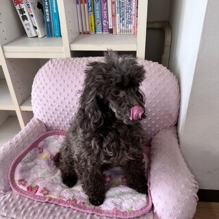 里親募集6（トイプードル）