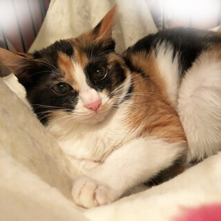 【4/24東日本橋】これから女子♡コウガちゃん