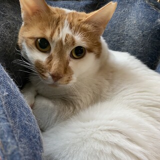 ちゅーるは手から食べれます^^☆てぃー