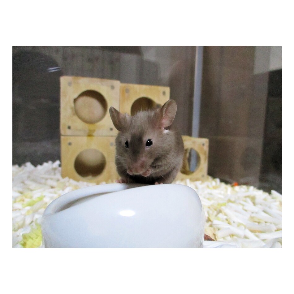 5号のカバー写真