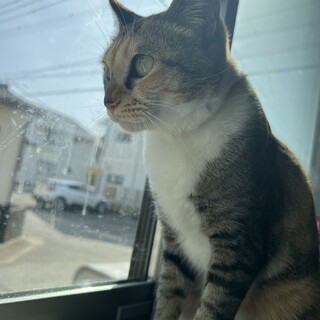 三毛猫 サビ おめめぱっちりな女の子です♀︎