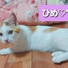 おてんば三毛猫,ヒメちゃん サムネイル3